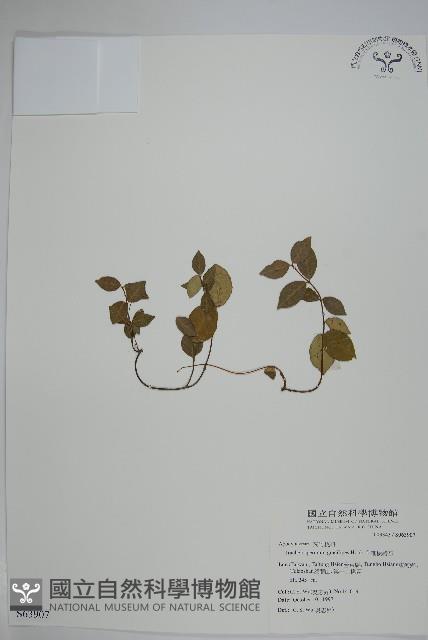 細梗絡石藏品圖，第1張