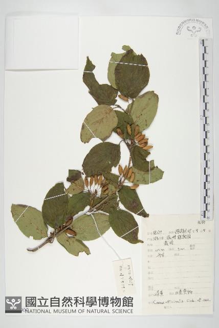 山茱萸藏品圖，第1張