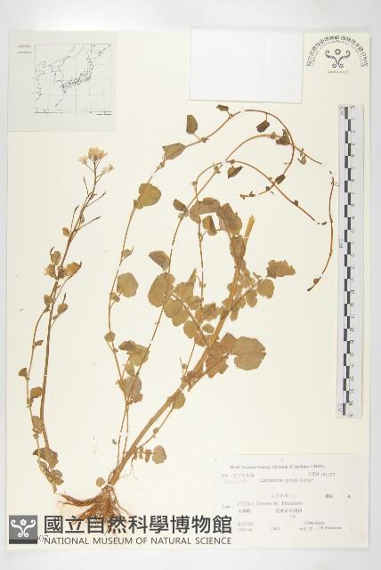 水田碎米薺藏品圖，第1張