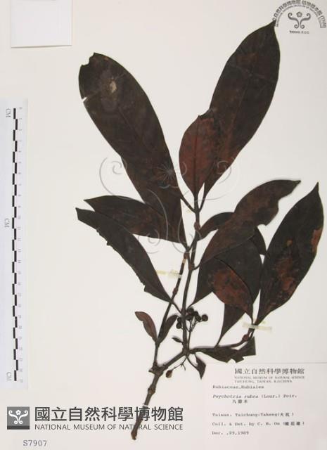 九節木、牛屎烏、青龍吐霧藏品圖，第1張