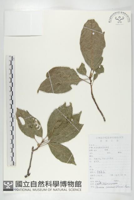 猴歡喜藏品圖，第1張