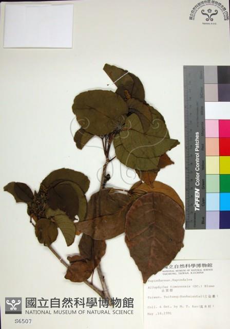 止宮樹藏品圖，第1張