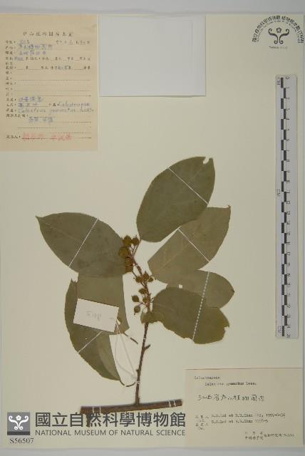 哥蘭葉藏品圖，第1張