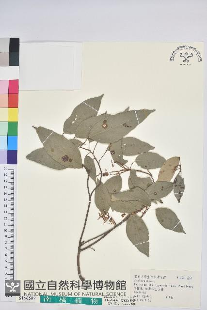 Kamala Tree, Monkey Face Tree Collection Image