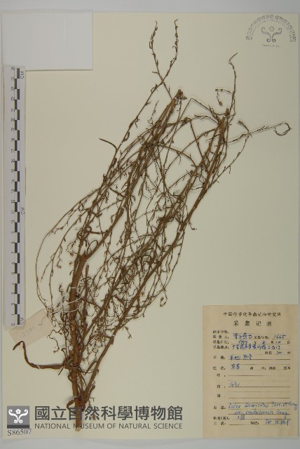 登錄號:S086507藏品圖，第1張