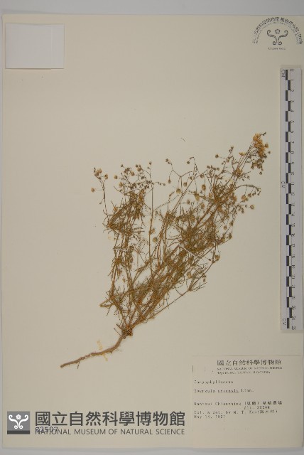 大爪草藏品圖，第1張