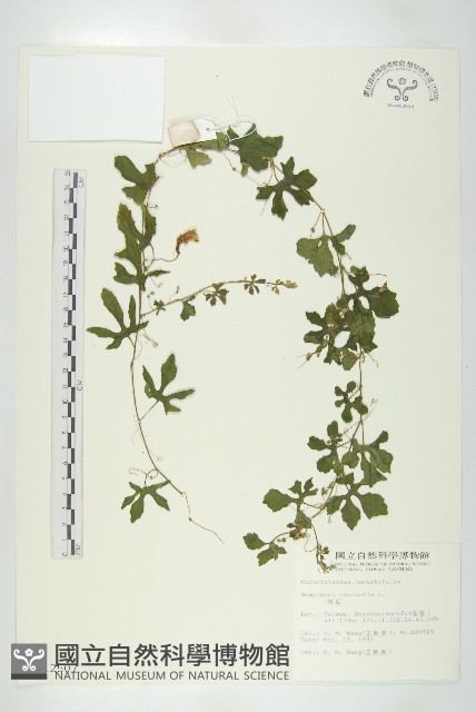 苦瓜藏品圖，第1張