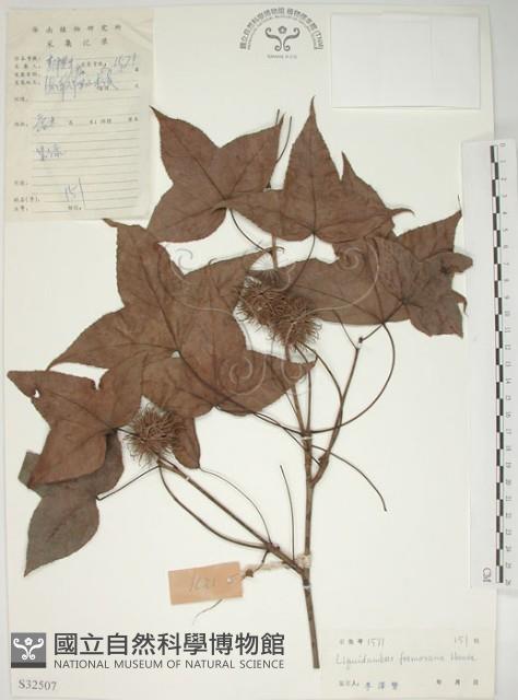 楓香、楓樹藏品圖，第1張