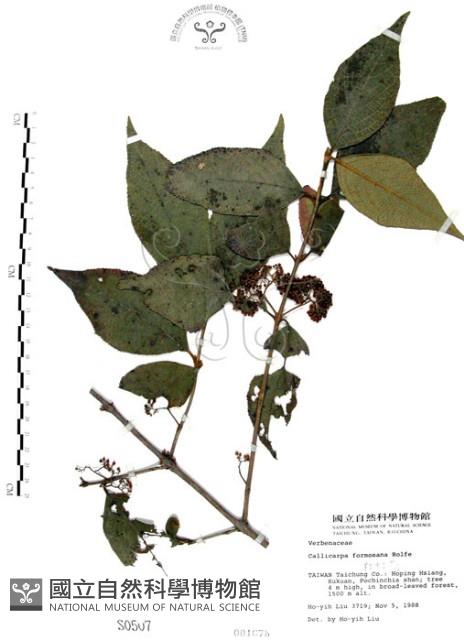 杜虹花，台灣紫珠藏品圖，第1張