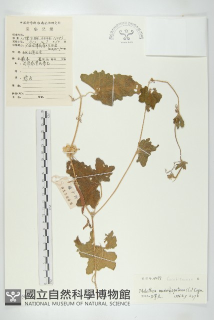 倒吊金鐘、天花藏品圖，第1張