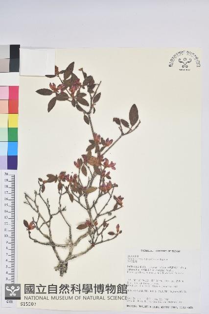 紅毛杜鵑藏品圖，第1張