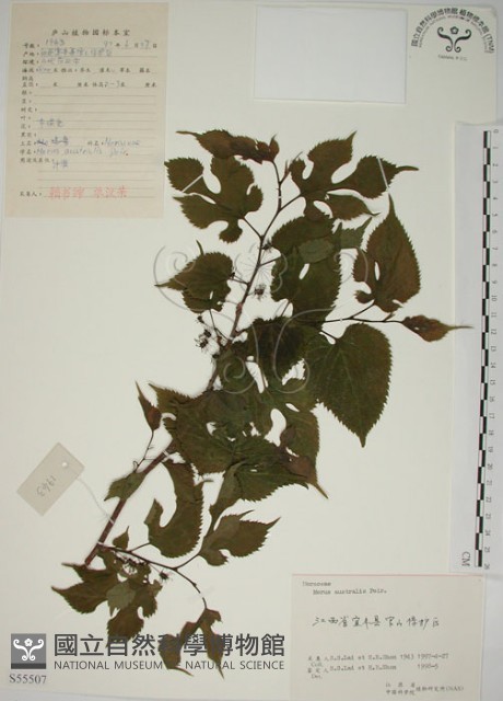小桑樹藏品圖，第1張