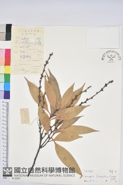 橿葉柯藏品圖，第1張