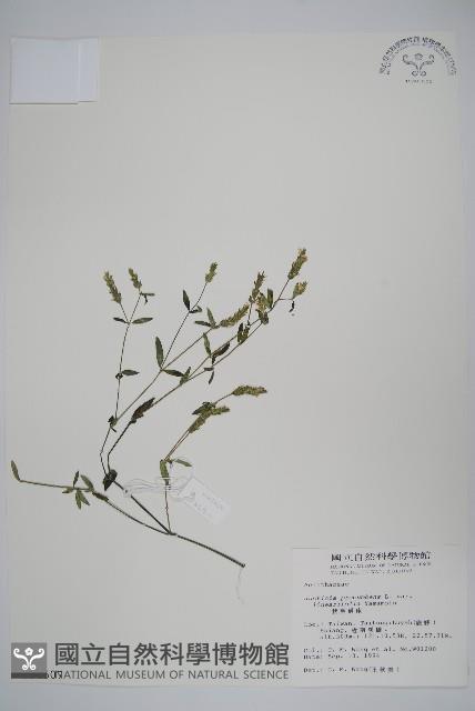 狹葉爵床藏品圖，第1張