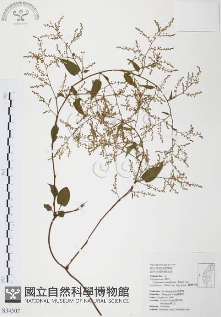 臺灣何首烏藏品圖，第1張