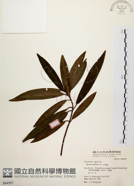 大明橘藏品圖，第1張