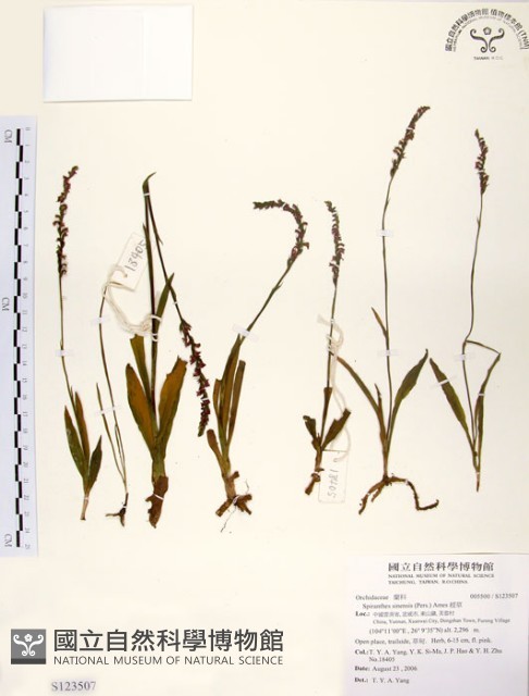 綬草藏品圖，第1張