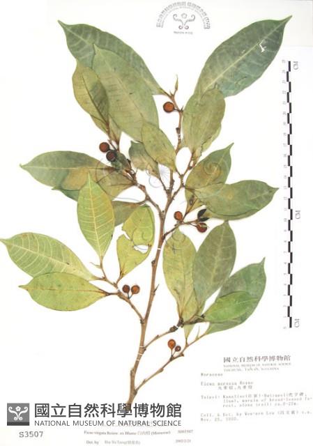 白肉榕、島榕藏品圖，第1張