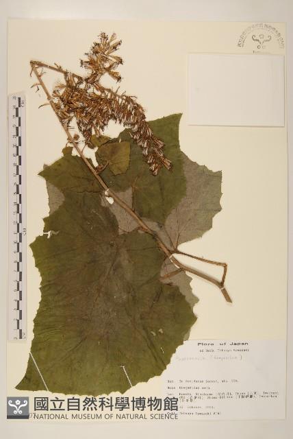 登錄號:S113507藏品圖，第1張