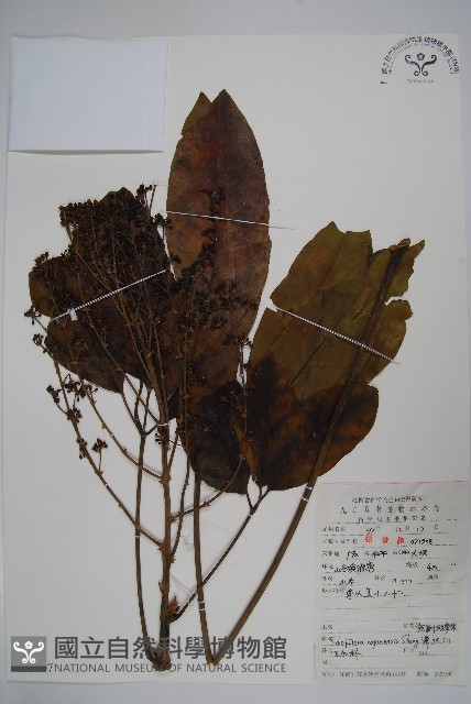 矩圓葉鵝掌柴藏品圖，第1張