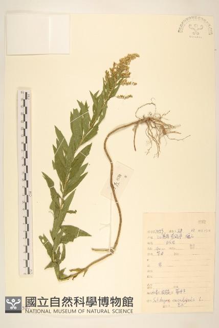 美洲一枝黃花藏品圖，第1張