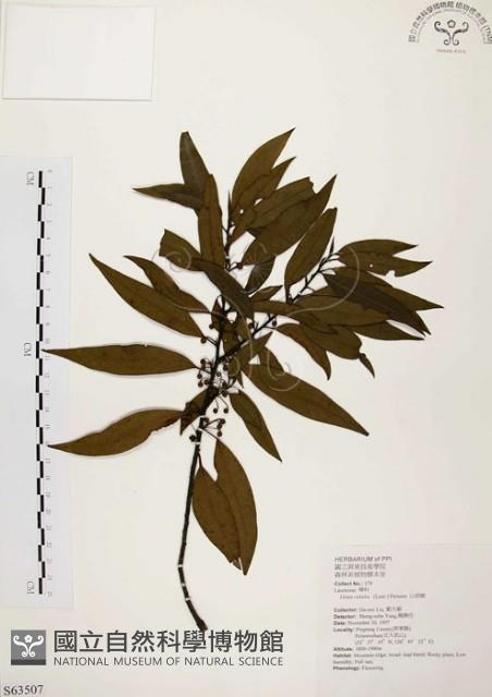 山胡椒藏品圖，第1張