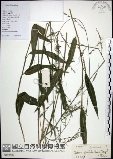 棕葉狗尾草藏品圖，第1張