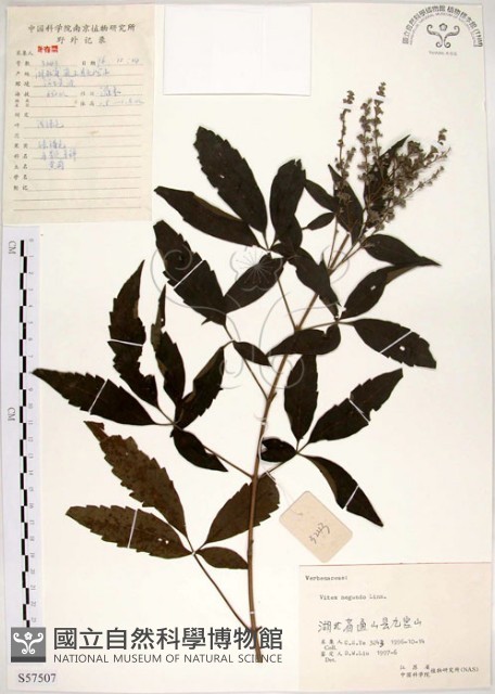 黃荊藏品圖，第1張
