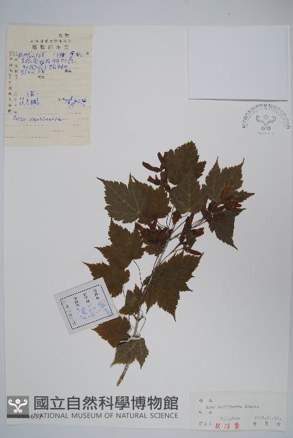 毛脈槭藏品圖，第1張