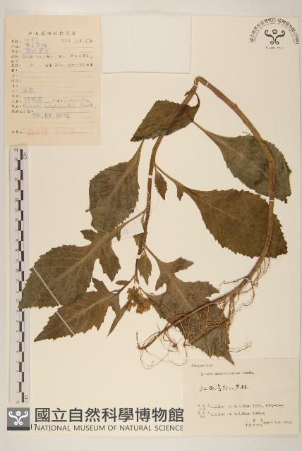 野茼蒿藏品圖，第1張