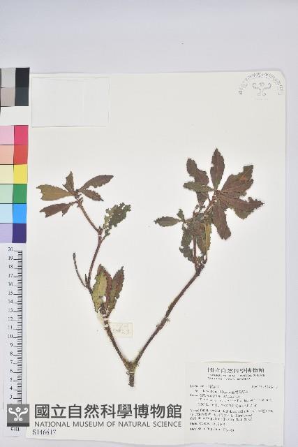 臺灣馬醉木藏品圖，第1張