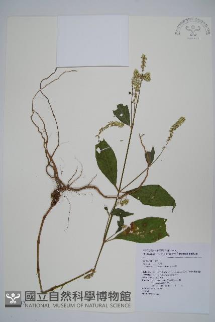 Accession Number:S076617 Collection Image, Figure 1, Total 2 Figures