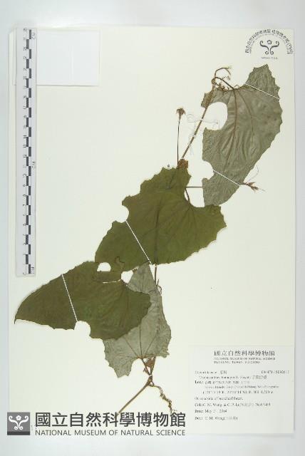 芋葉括樓藏品圖，第1張