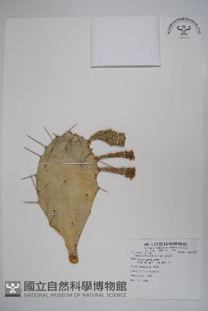 仙人掌藏品圖，第1張