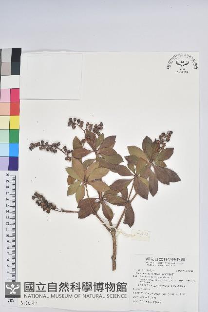 臺灣馬醉木藏品圖，第1張