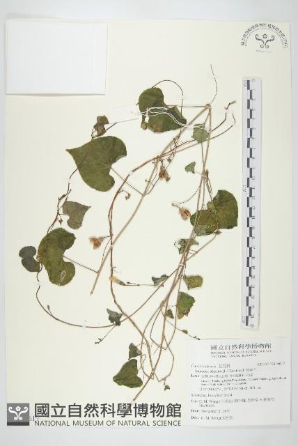 野牽牛藏品圖，第1張