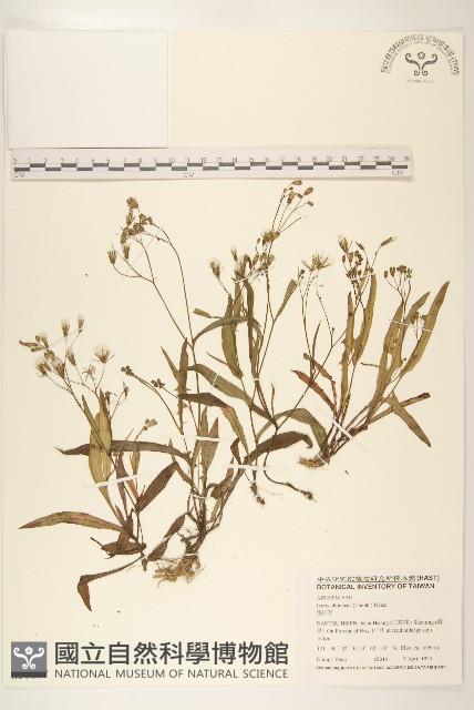 兔仔菜藏品圖，第1張