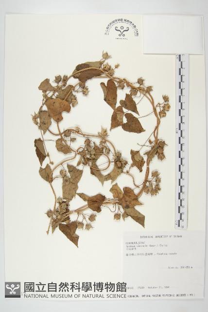 白花牽牛藏品圖，第1張