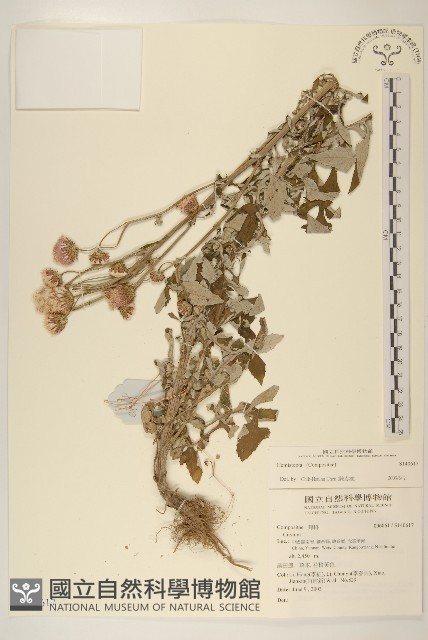 登錄號:S140617藏品圖，第1張
