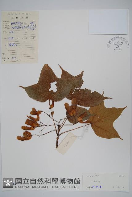 登錄號:S040617藏品圖，第1張