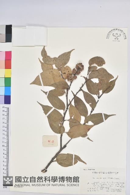 反刺苦櫧藏品圖，第1張