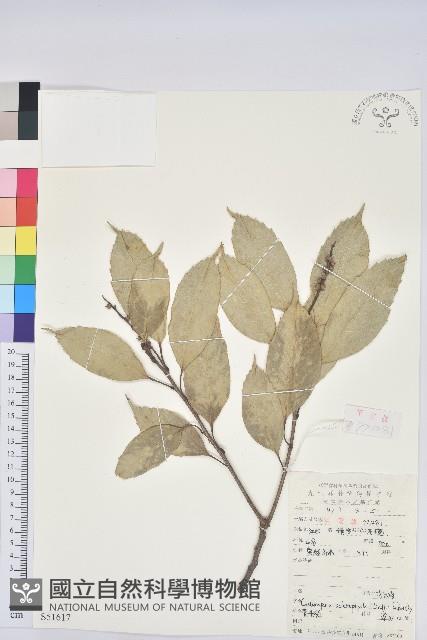 苦櫧栲藏品圖，第1張