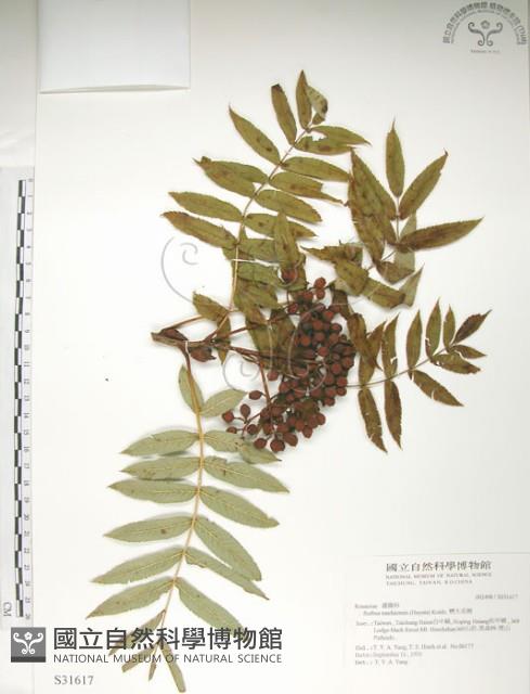 巒大花楸藏品圖，第1張