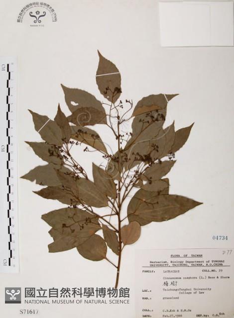 樟樹藏品圖，第1張