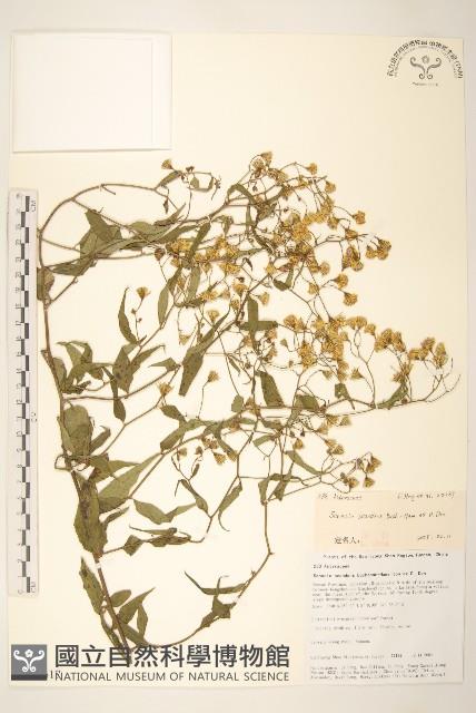 蔓黃菀藏品圖，第1張