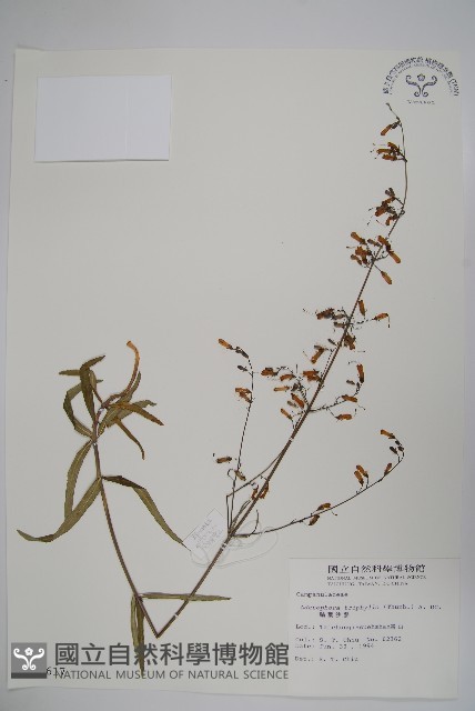輪葉沙參藏品圖，第1張