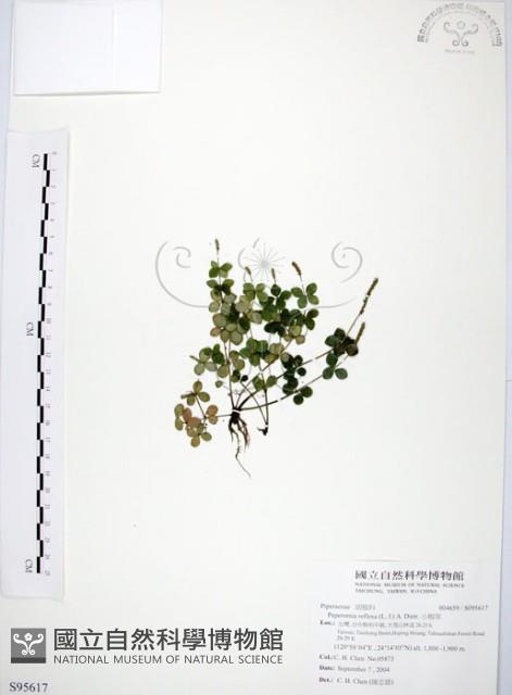 小椒草藏品圖，第1張