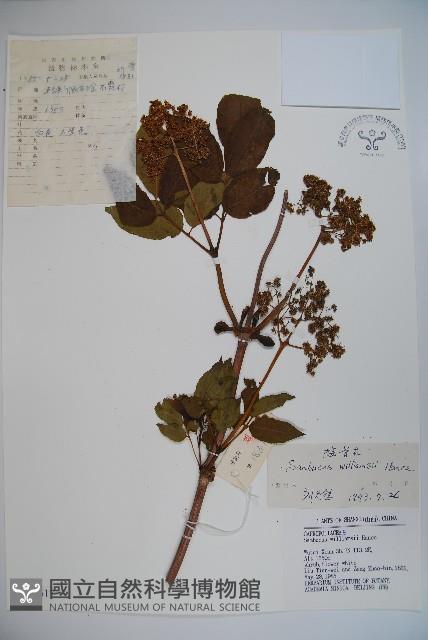 接骨木，木蒴藋藏品圖，第1張