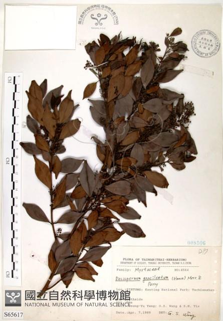 十子木、加入舅藏品圖，第1張