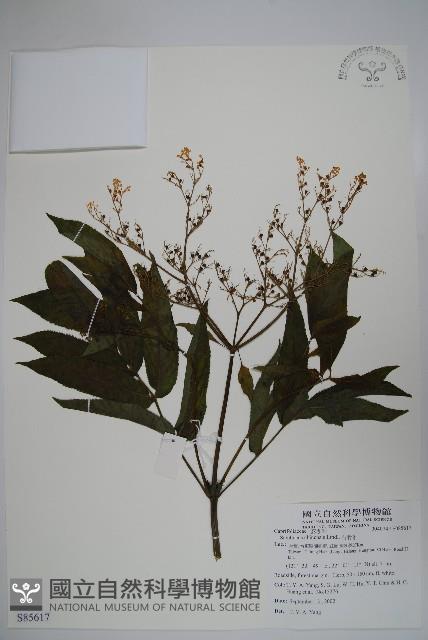 冇骨消藏品圖，第1張